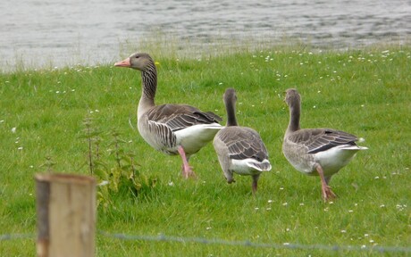 familie grauwe gans