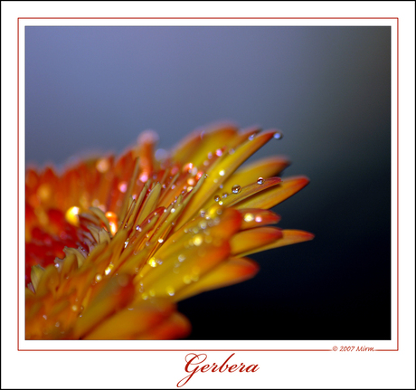 Gerbera met druppels