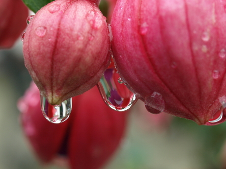 fuchsia na de regen