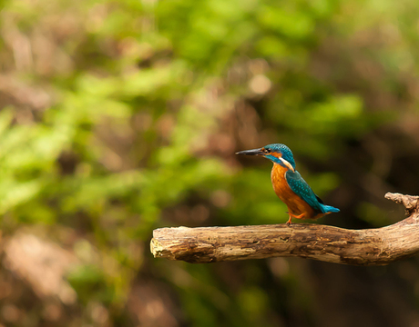 wandelende ijsvogel