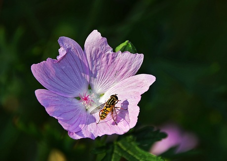 bloem met wesp