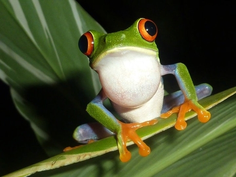 Costa rica...