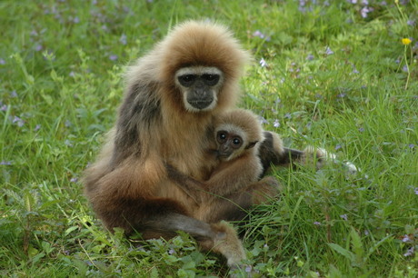 Mama en Baby Gibbon