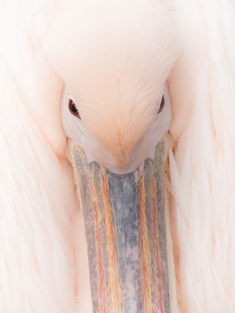 roze pelikaan