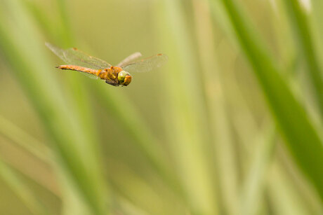 dragonfly-flying