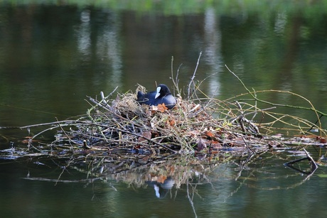 kleurrijk nest