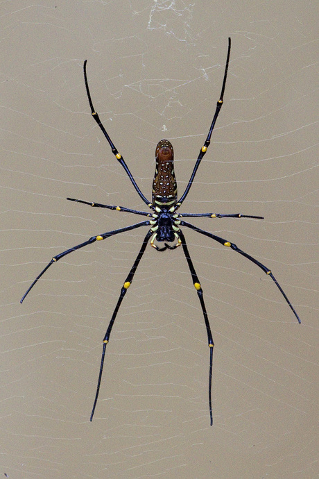 Spider