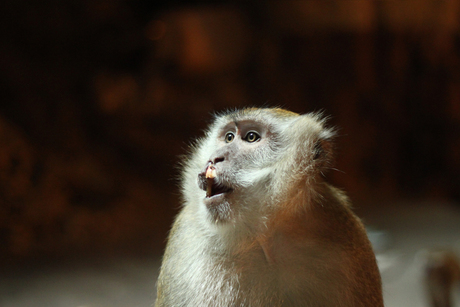 Macaque