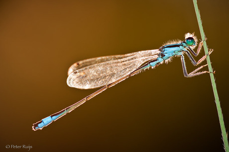 Libelle in tegenlicht