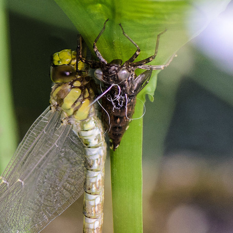 from nymph to dragonfly