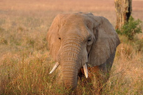 Olifant in de Serengeti