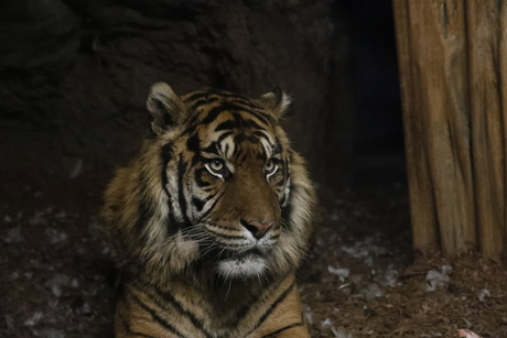 Tijger in Blijdorp 1