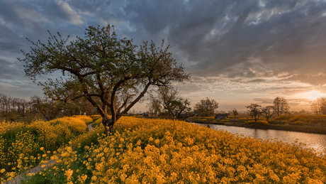 Zonsopgang over Koolzaad
