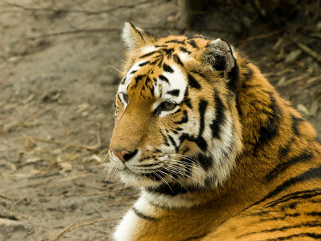 siberische tijger