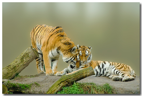 bewerking tijgers in Dierenrijk
