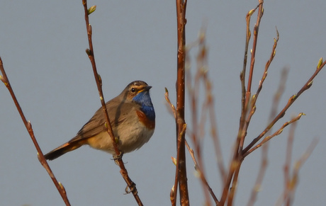 Luscinia Svecica (Blauwborst).