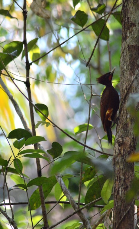 Chestnut Woodpecker (Celeus elegans citreopygius)