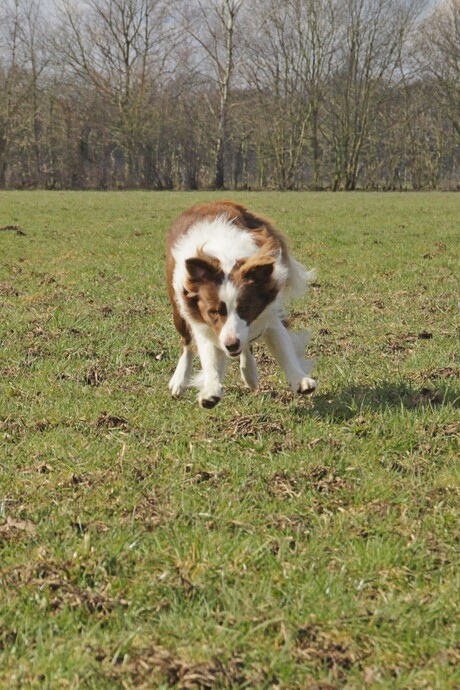 lente in de bol