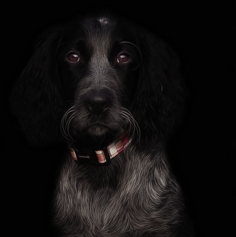 Epagneul bleu de picardie