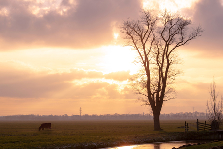 Boom bij zonsondergang