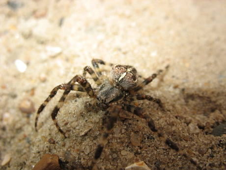 Een eenzame spin in de herfst