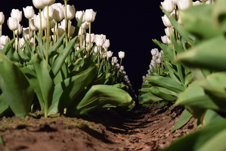 Tulpenpracht bij Nacht (Drenthe)