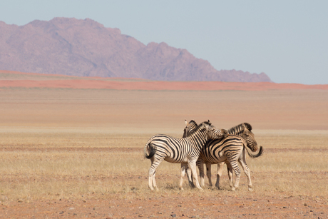 zebra's in Namibie