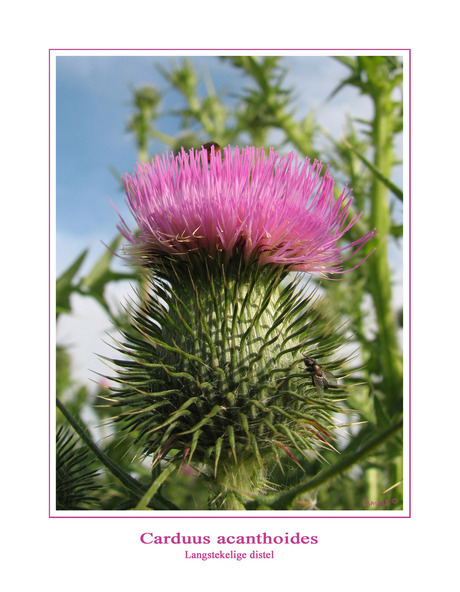 distel