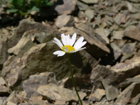 Margriet