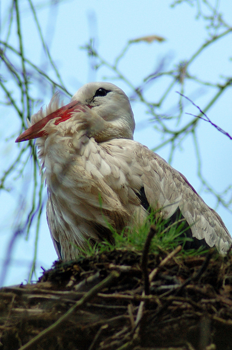 Op het nest