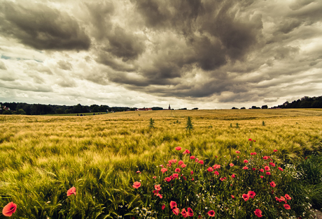 Golden Fields