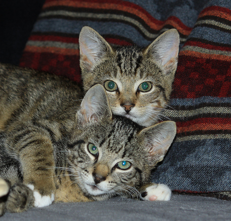 2 Katers, onze nieuwe aanwinst:-)