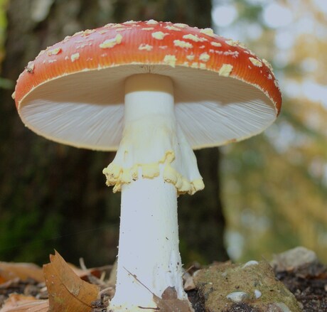 paddestoelen