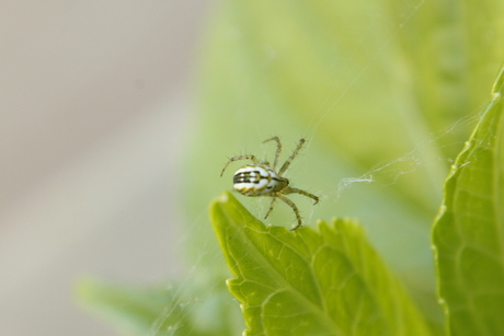 spinnetje