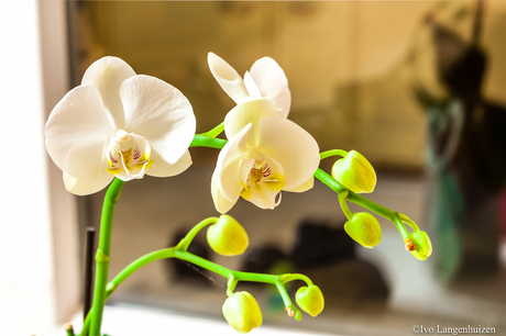 Orchidee_HDR