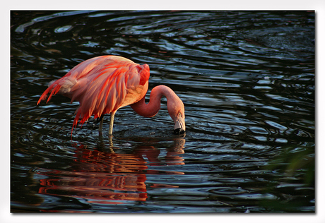 flamingo fishing?