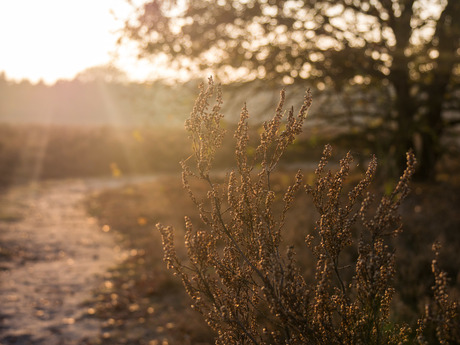 Zonsondergang op de heide