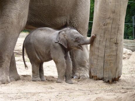 Olifant met jong