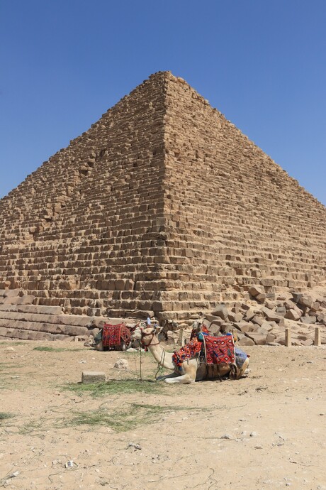 Dromedarissen bij piramide