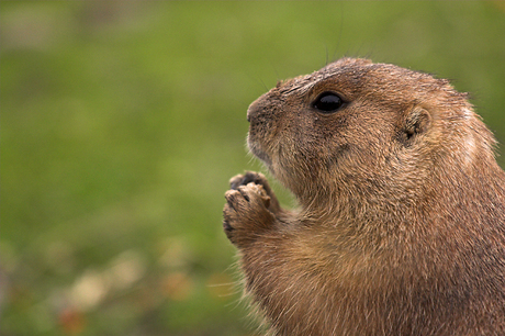 Prairiehondje