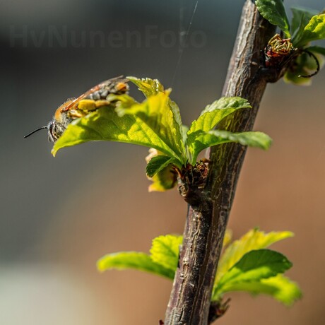 150418 Achtertuin Bij-0117 (Custom)