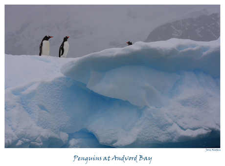 Pinguins op een ijsberg