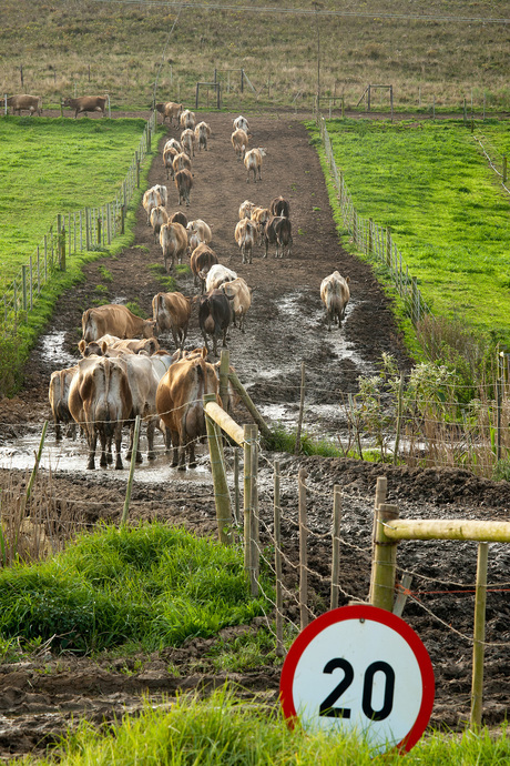 Maximum snelheid voor koeien