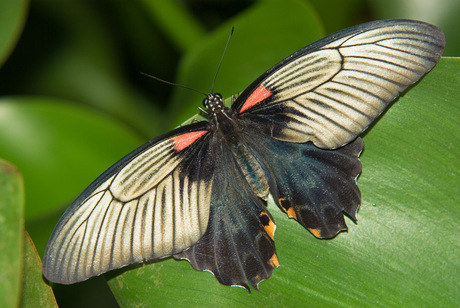 Papilio Memnon