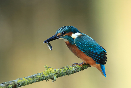 IJsvogeltje