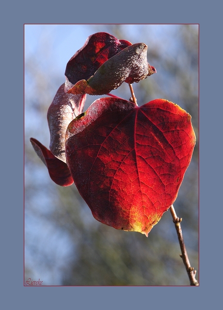 nog een blad