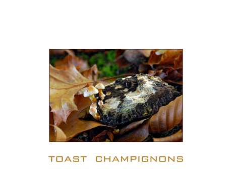 Toast champignons