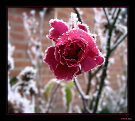 Frozen Rose 2