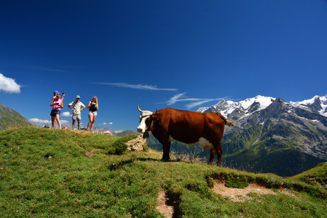 Koe in de Franse Alpen