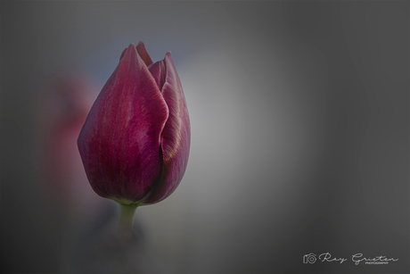 De gesloten tulp